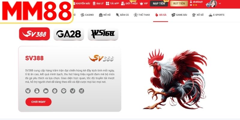 Sảnh đá gà MM88 uy tín hàng đầu châu Á