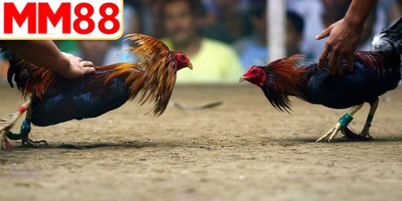 Chiến thuật cược gà hiệu quả cho thành viên