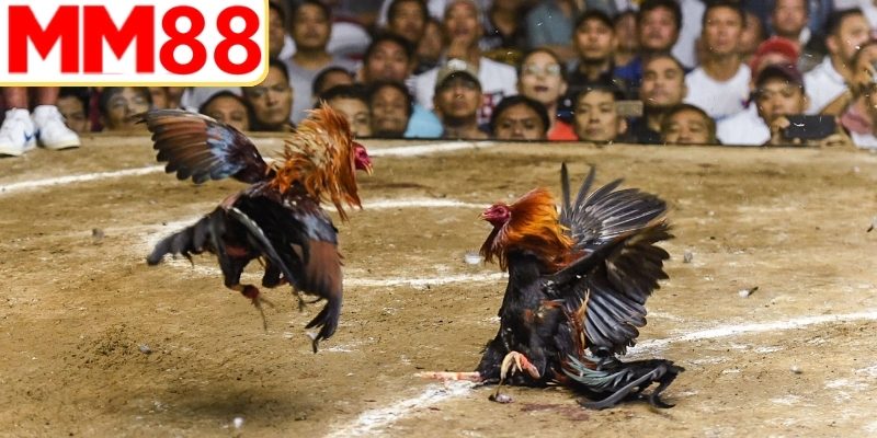 Đá gà online thu hút thành viên tham gia