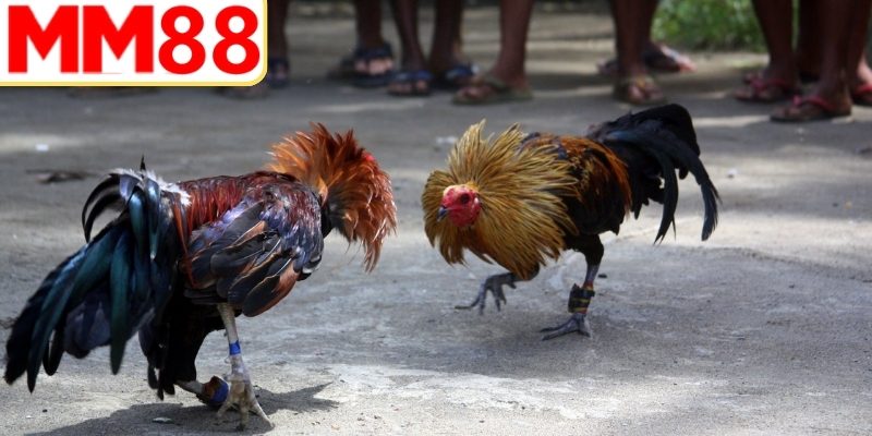 Chiến binh gà chọi sung sức sẵn sàng thi đấu