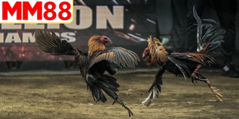 Giao diện cược gà trực tuyến thân thiện dễ sử dụng