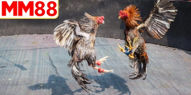 Bí quyết ghi nhớ từ vựng nhanh chóng hiệu quả