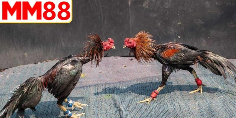 Giải mã từ vựng chuyên sâu về kỹ thuật chiến đấu