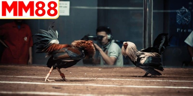 Tổng hợp thuật ngữ đá gà cơ bản dành cho người mới